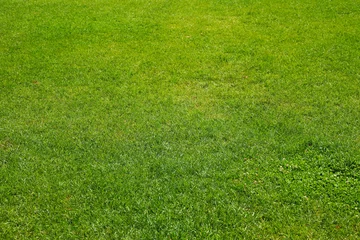 Deurstickers Gras Fresh green grass texture. Natural background, space for text