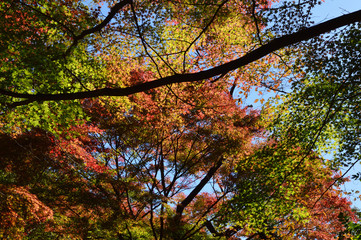 The beginning of autumn, the leaves that begin to color