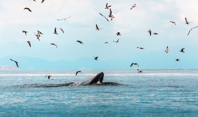 Bryde's whale, Eden's whale, Eating fish at gulf of Thailand