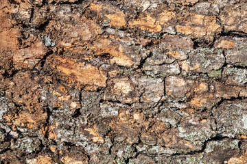 Closeup Tree Bark Texture Background	