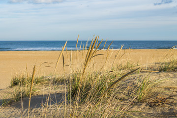 Beach grass (sea oats) on Sandbridge Beach in Virginia Beach, Virginia.