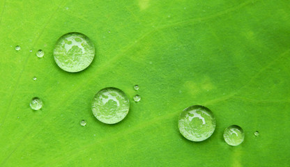 water drop on green lotus leaf