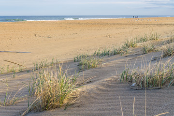 Beach grass (sea oats) and sand dunes on Sandbridge Beach in Virginia Beach, Virginia.