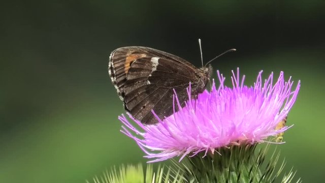 farfalla, erebia euryale 