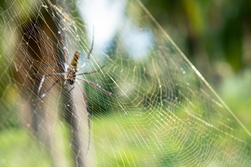 spider on web. Brown european garden spider on web with green blurred background. soft focus