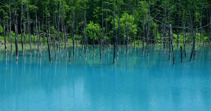 Blue Pond, Biei, Hokkaido, Japan