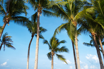 Fototapeta na wymiar Palm trees on sky and sea background. 