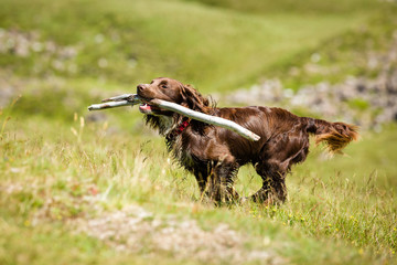 Hund