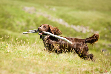 Obraz premium Hund