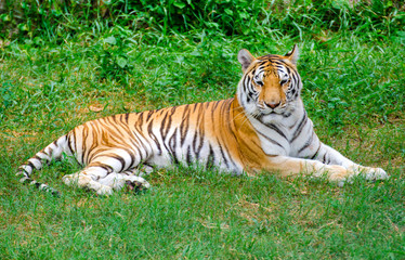 Plakat Bengal tigers in the forest show the head and legs - pictures gracefully