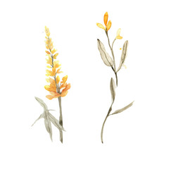 Hand painted field flowers. Autumn collection. Set of flowers