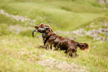 Hund