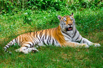 Bengal tigers in the forest show the head and legs - pictures gracefully