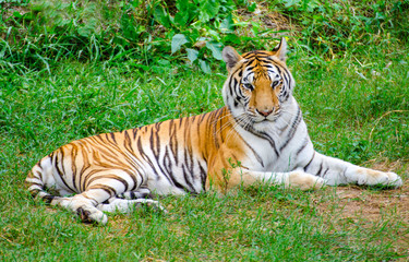 Naklejka na ściany i meble Bengal tigers in the forest show the head and legs - pictures gracefully