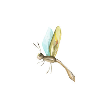 Hand drawn colorful dragonfly. Realistic illustration