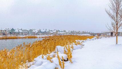 Panorama Yellow grasses growing on the shore of a lake covered with fresh snow in winter