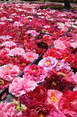 Thousand peonies on the pond in Shimane  Japan