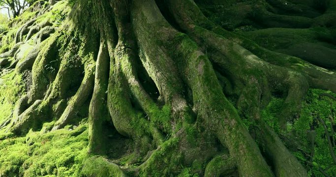 Lockdown shot of old tree roots, Kanazawa, Ishikawa Prefecture