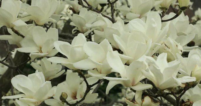 Yulian&nbsp;magnolia flowers, Ina, Nagano Prefecture, Japan