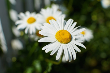 Fototapeta premium Group of chamomile in greenery