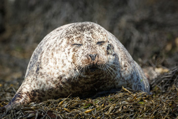 Seal