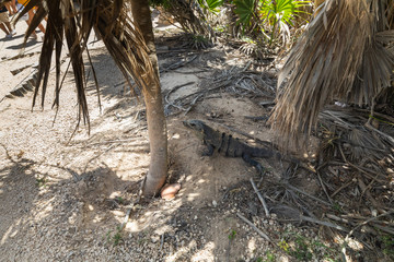 Tulum, Quintana Roo / Mexico - July 27 2019: This is the temples in in Tulum Mexico