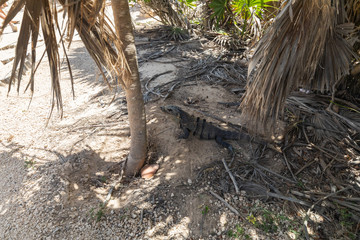 Tulum, Quintana Roo / Mexico - July 27 2019: This is the temples in in Tulum Mexico