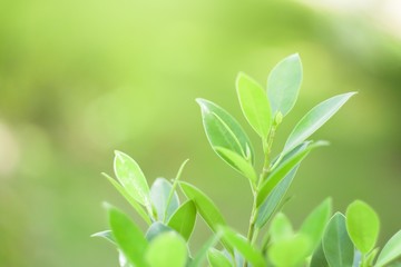 Nature leaf green in the garden.Concept organic leaves green and clean ecology in summer sunlight plants landscape. bokeh blurred bright green use texture wallpaper natural background.selective focus
