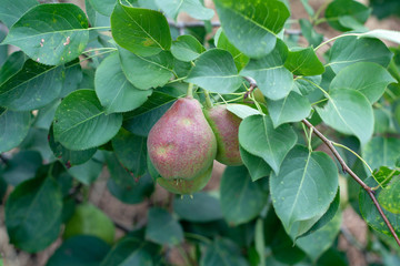 pears on branches in a private garden