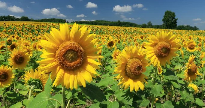 View of sunflower field, Hokuryu, Hokkaido, Japan