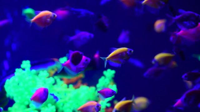 Nice neon glowfish in freshwater tank nature water color painted aquarium 4k video