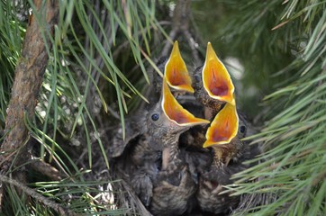 chicks