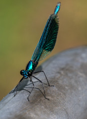libellule