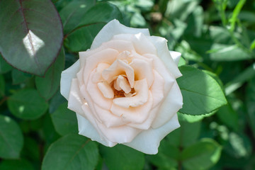 the roses on the bushes in a private garden