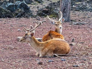 two deers in the forest
