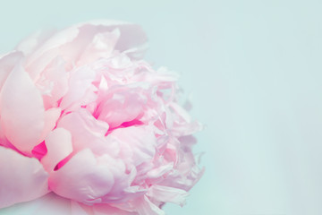 Beautiful pink peony flower on blue background. Copy space for your text. Pastel colored flowery greeting card.