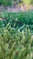 Vertical frame Close up of abundant green grasses in the forest with trees in the background