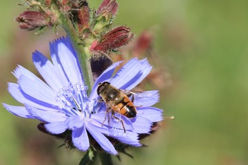 Biene beim Blütenbestäuben