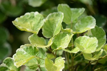 Drops of water on green leaves in a tropical garden after rain
