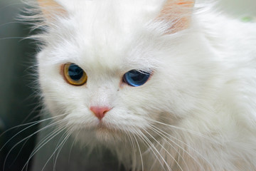 portrait of a cat which has heterochromia