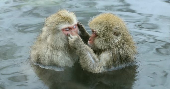 Two Japanese Macaques picking louse in hot spring