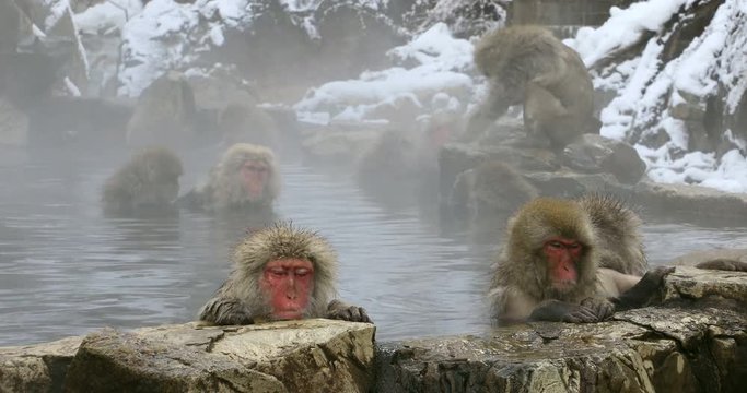 Japanese Macaques&nbsp;bathing in hot spring