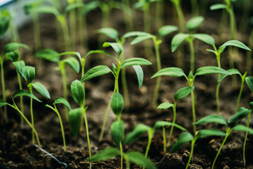 Small Organic Pepper Plants Growing On Garden Bed Plantation In Spring Season. Green Sprouts With Leaves Growing From Soil. Spring, Concept Of New Life. Agricultural Season