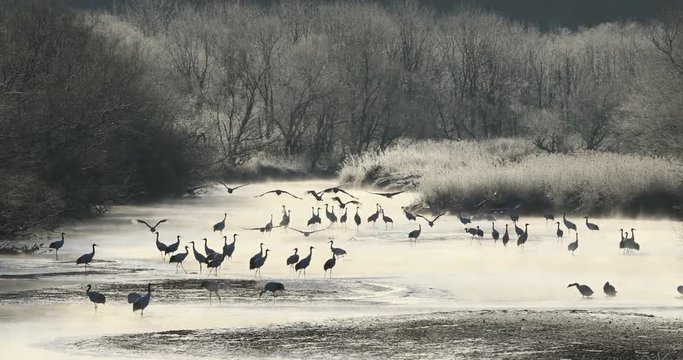 Japanese Crane flock seen in winter, Tsurui, Hokkaido