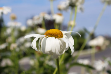 Margeritenblume die beginnt im Sonnenschein zu verwelken.