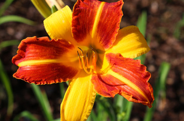 Gelb-Rote Taglilie im Sonnenschein.