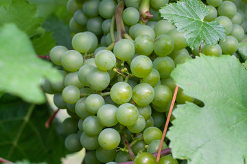bunches of green grapes in a private garden