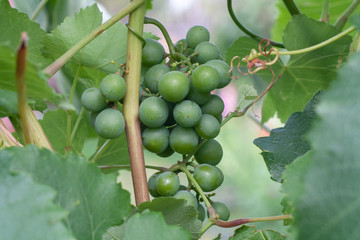 bunches of green grapes in a private garden