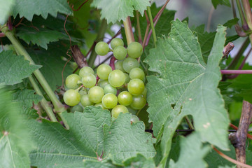 bunches of green grapes in a private garden