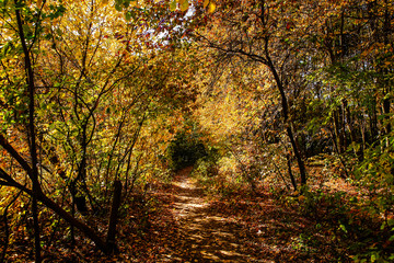 beautiful autumn landscape with falling leaves